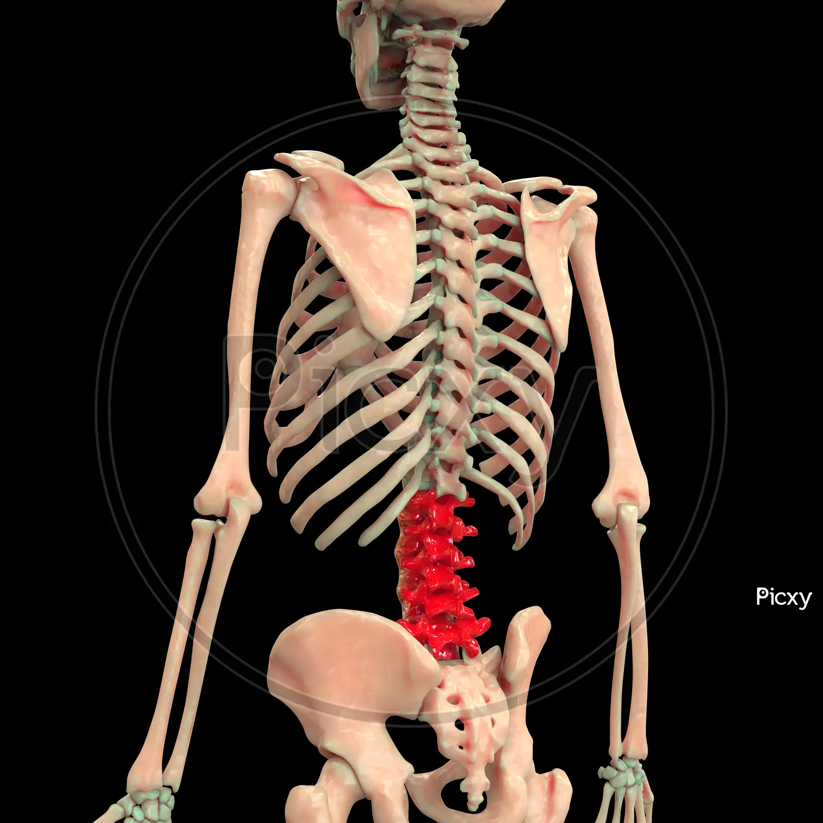 Image of Human Skeleton Vertebral Colum Anatomy ( Lumbar Spine L1-L5 )-WX808685-Picxy
