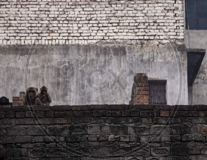 Monkeys On The Streets And Roofs Of Varanasi, India.