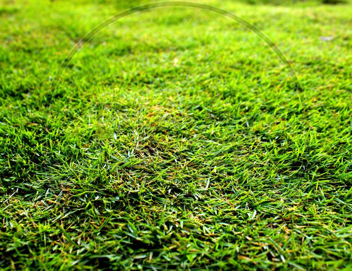 Selective Focus on Grass on the Ground