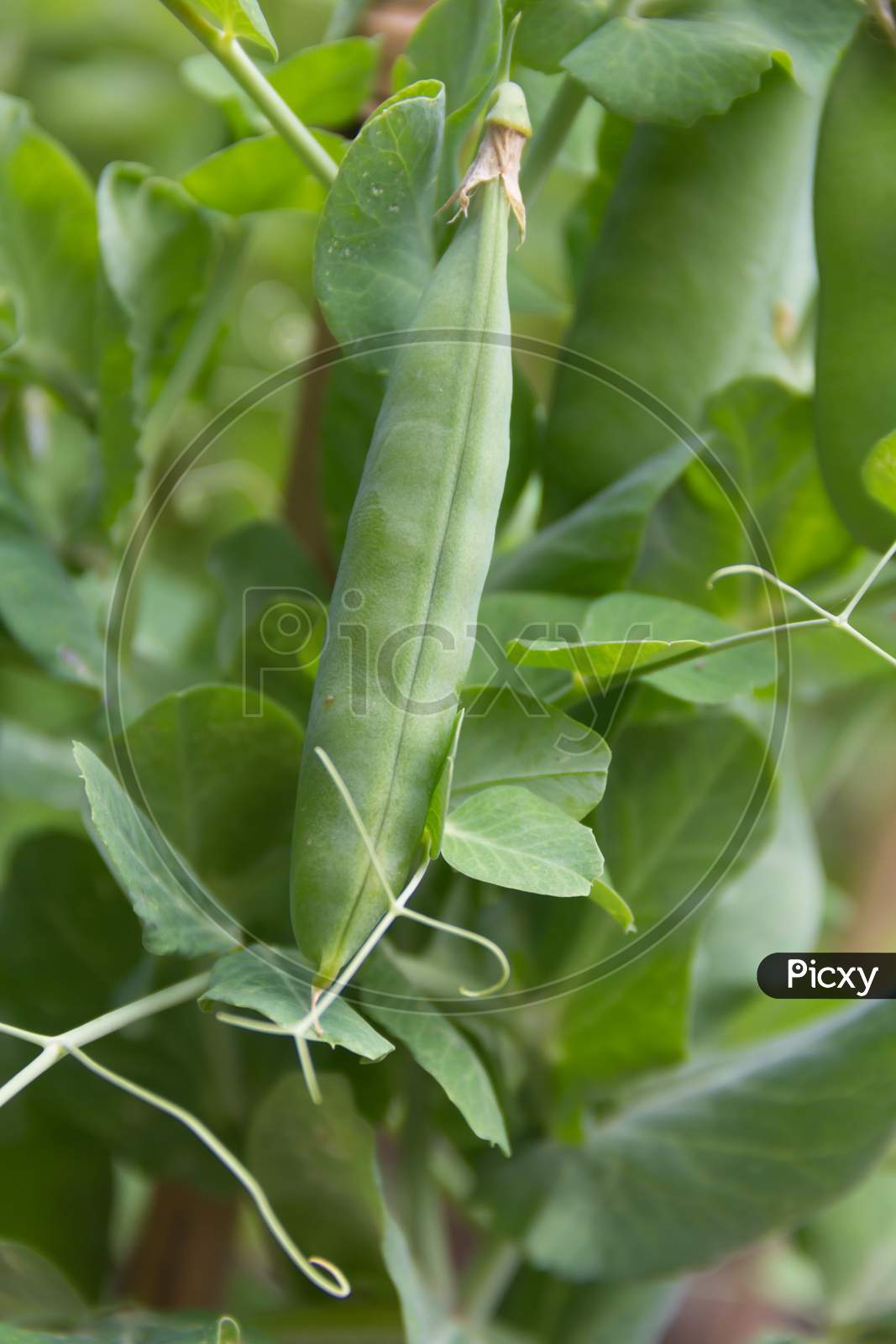 Detail Of The Green Pea Beans On The Organic Garden Plant