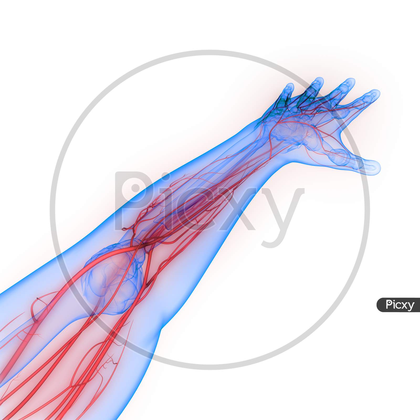 human nervous system arm