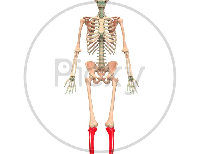 Human Skeleton System Anatomy (Tibia and Fibula)