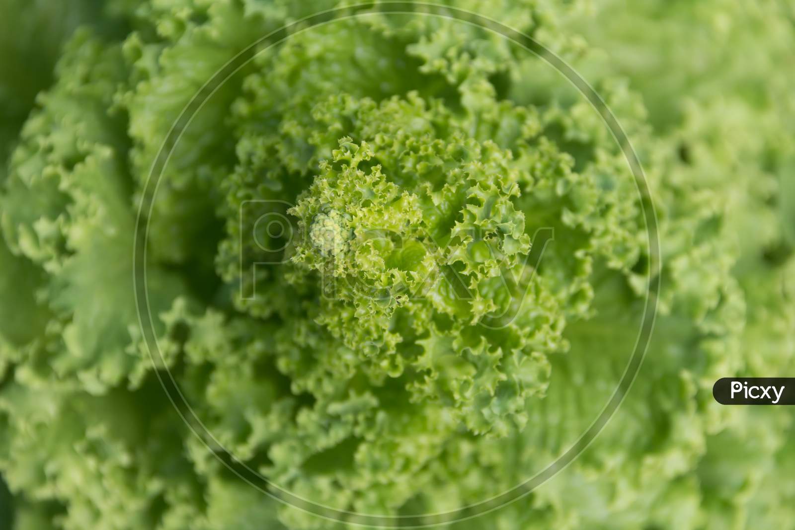 Overhead View Of A Blooming Green Lettuce