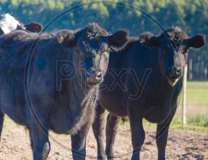 Portraits Of Black Cows Grazing In The Argentine Countryside
