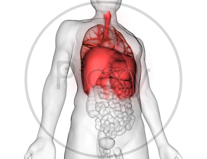 Image Of Human Body Internal Organs Anatomy Za927449 Picxy