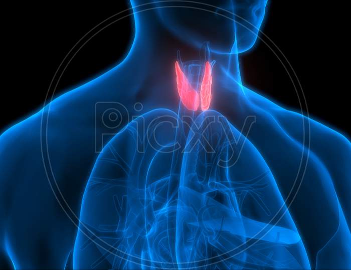 Human Thyroid Gland Anatomy