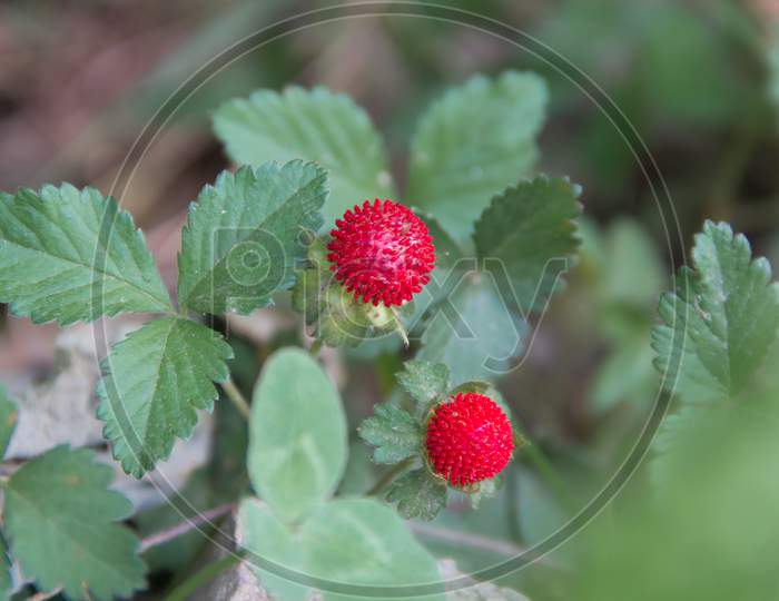 Detail Of The Small Berries Of Inedible Garden In The Spring