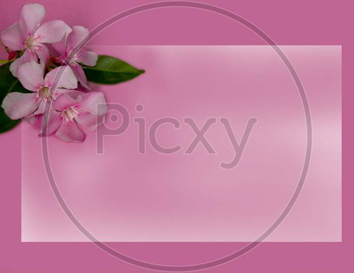 Selective Focus on Pink Nerium Oleander Flower with Pink Background