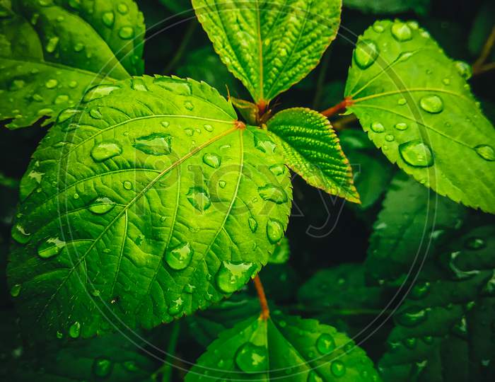 Plant leaves close-up photo after the rain