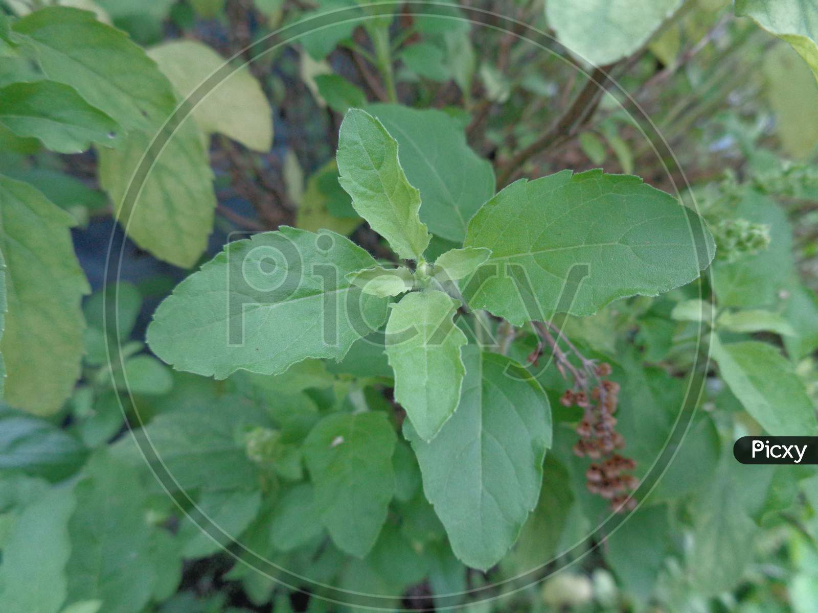 Image of Holy basil or tulsi aromatic perennial plant in the