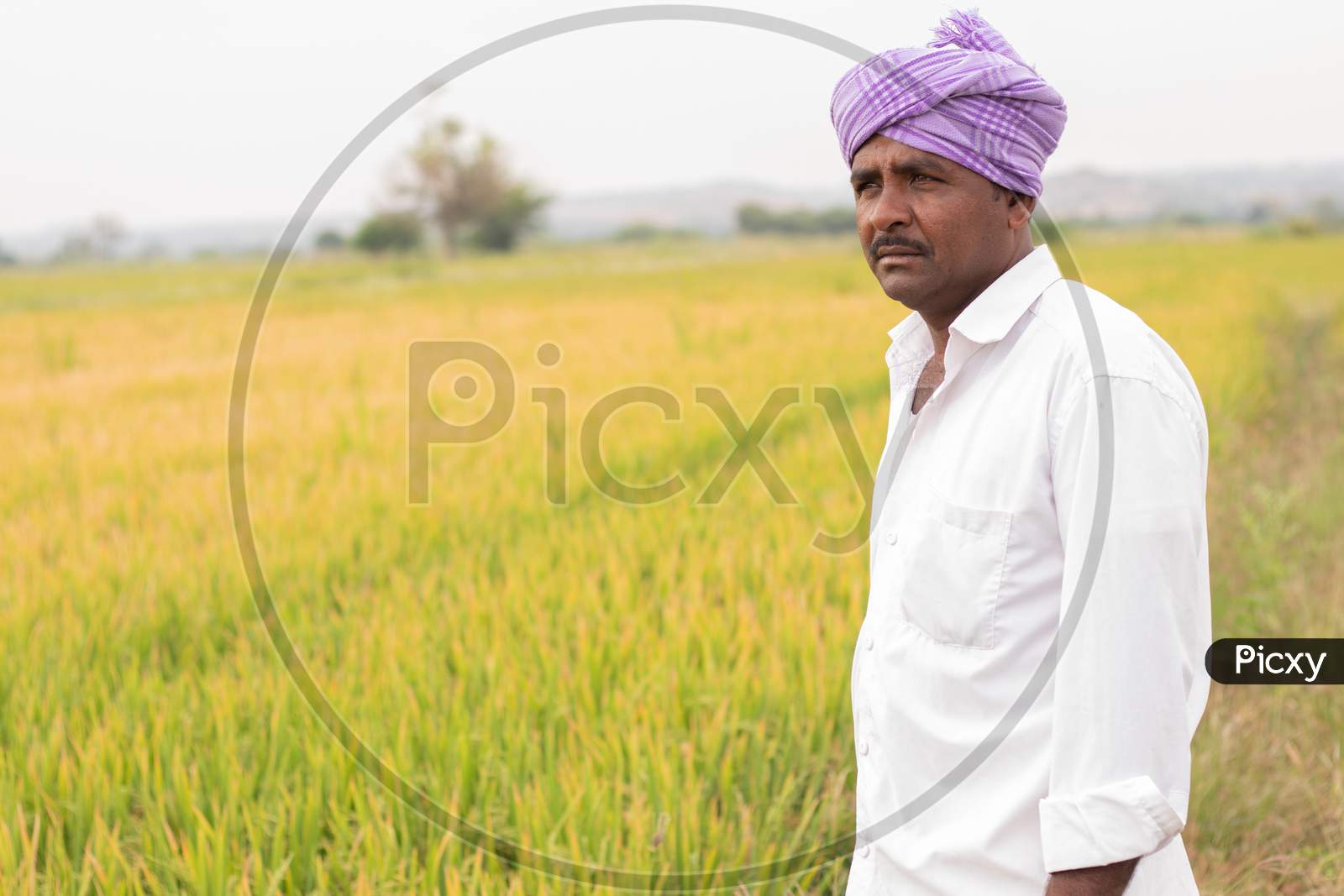 Portrait of an Indian Farmer in Paddy Fields