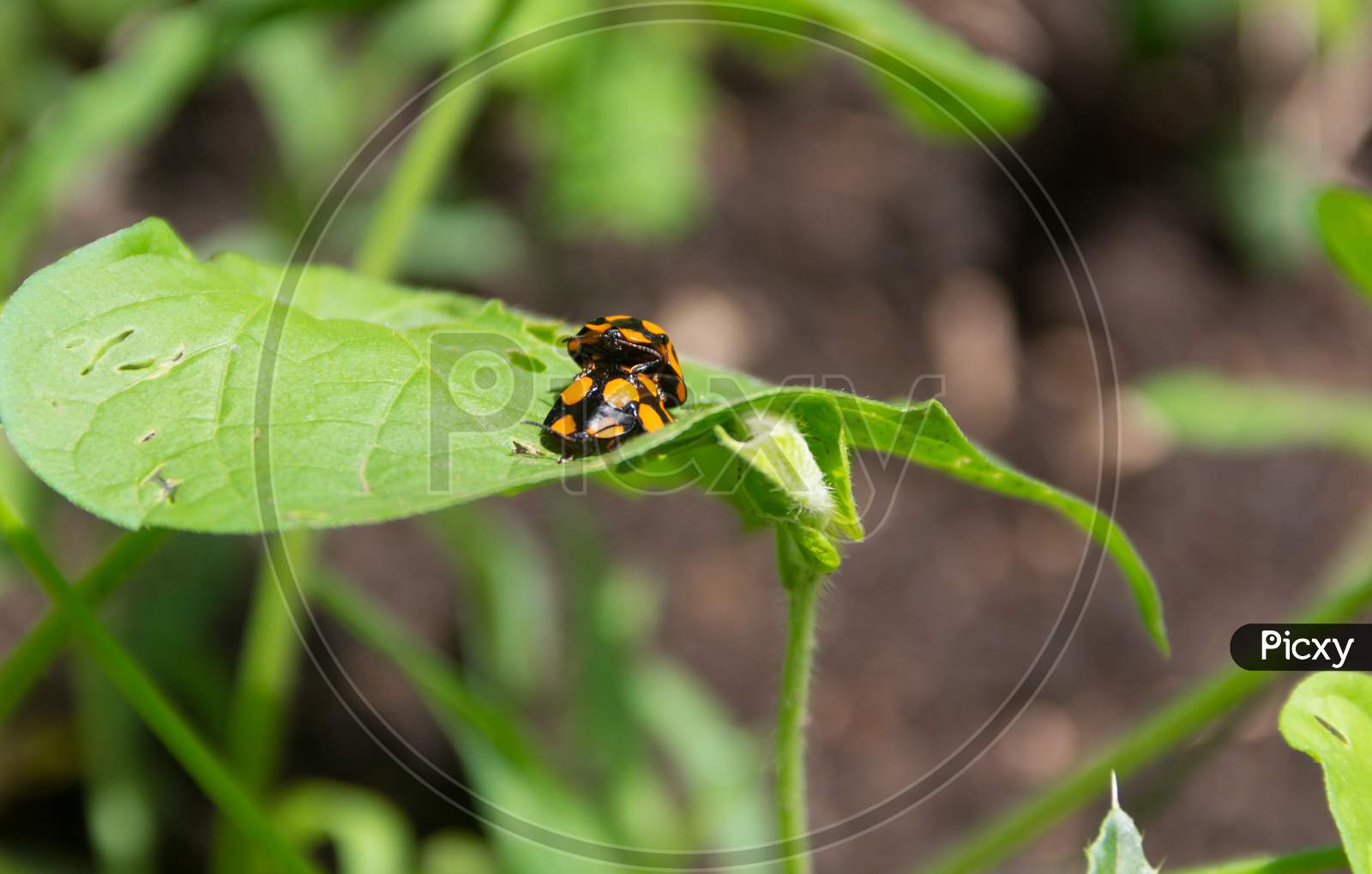 Macro Shot Of Two Orange Ladybugs On A Green Leaf In A Field During Daylight