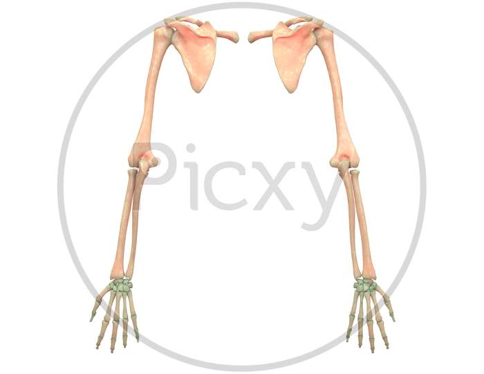Human Hands with Shoulders Anatomy