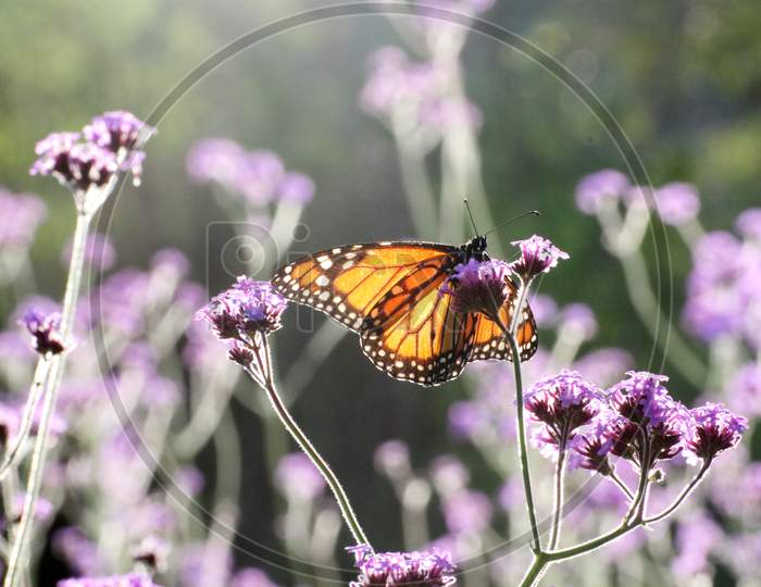 Detail Of Delicate Butterfly Posing In Violet Flowers