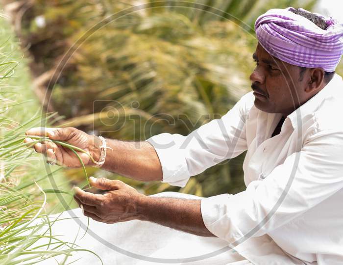 An Indian Farmer Working in the Agriculture Field