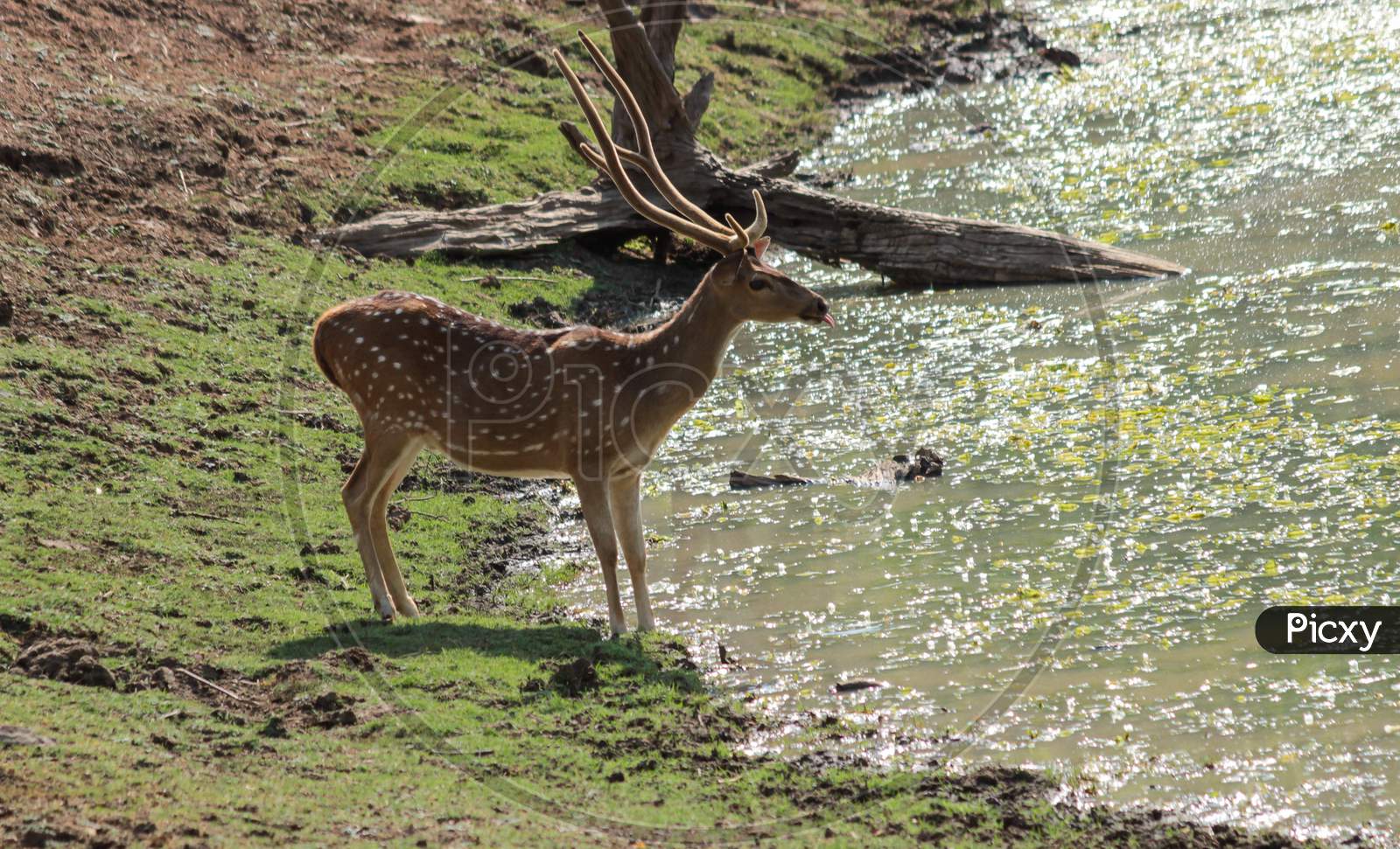 An Indian deer near a water body in forest