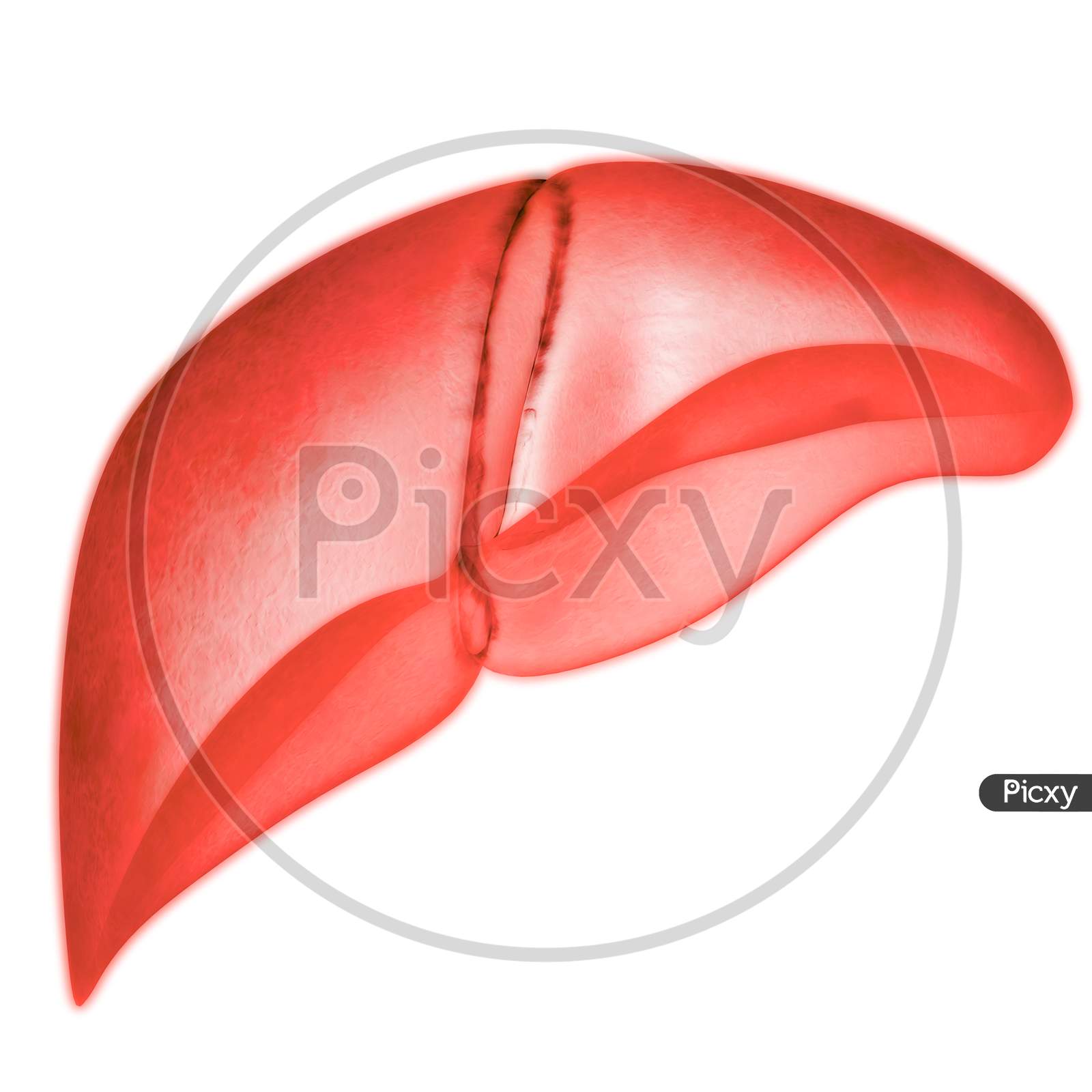 Human Internal Digestive Organ Liver Anatomy