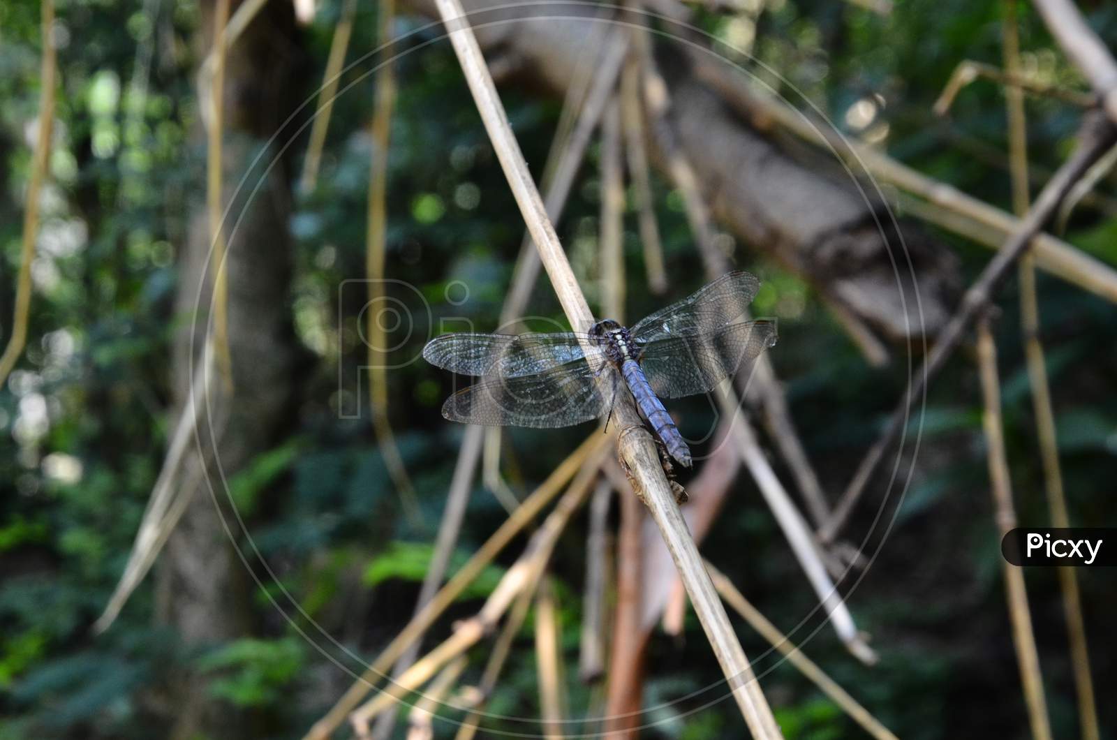 Dragon Fly On The Wood Natural Location