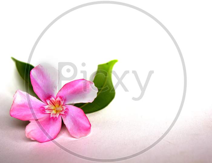 Selective Focus on Pink Nerium Oleander Flowers with White Background