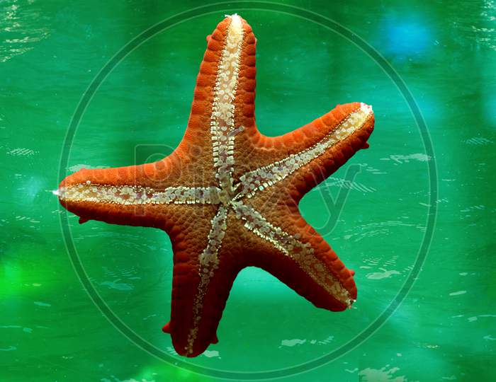 A Star Fish with Green Background
