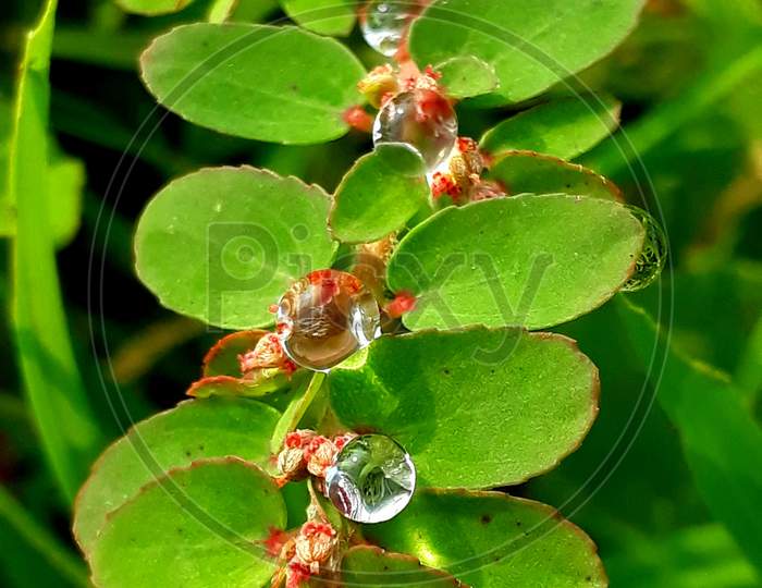 Waterdrop for Tree