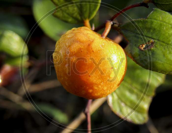 INDIAN JUJUBE FRUIT HANGING FROM A TREE WITH TINY WATER DROPLETS ON IT