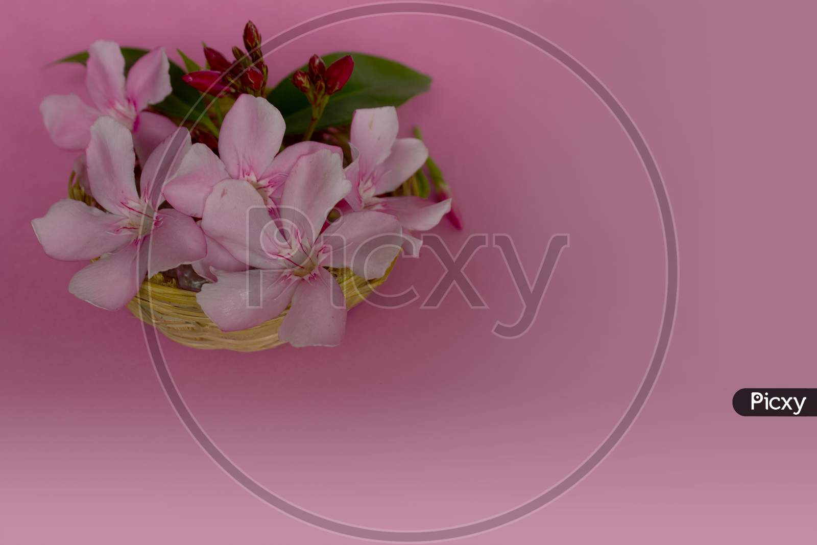 Selective Focus on Pink Nerium Oleander Flowers with Pink Background