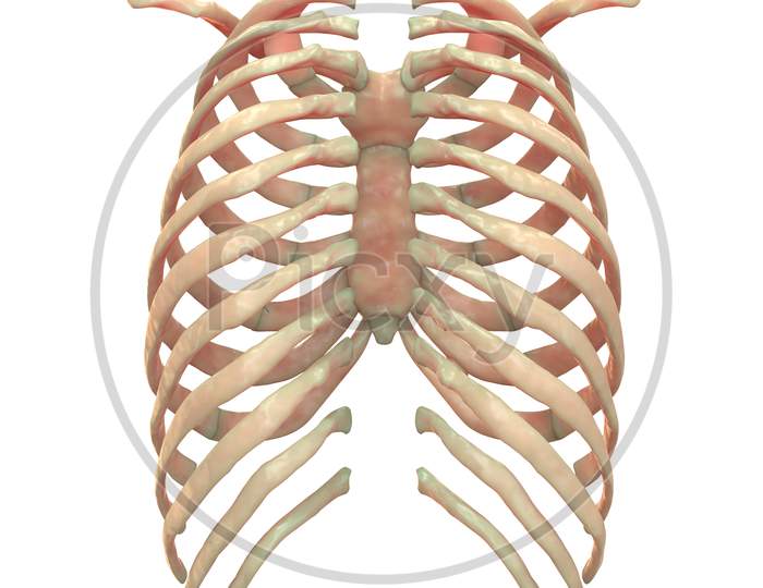 Human Skeleton System Anatomy (Rob Cage)