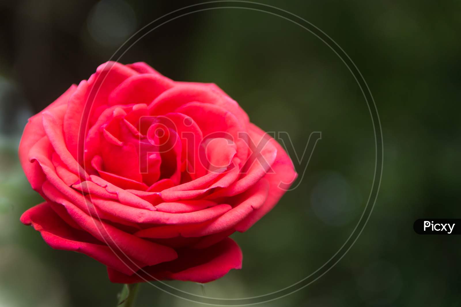 Red Rose In The Garden On Unfocused Dark Background