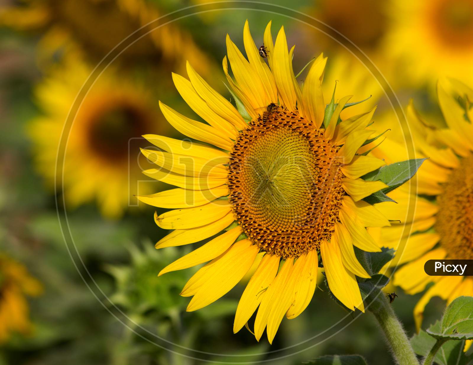 Macro Shot of Sunflower With Petals And Patterns Forming a Background