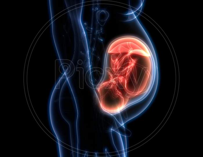Fetus (Baby) in Womb Anatomy