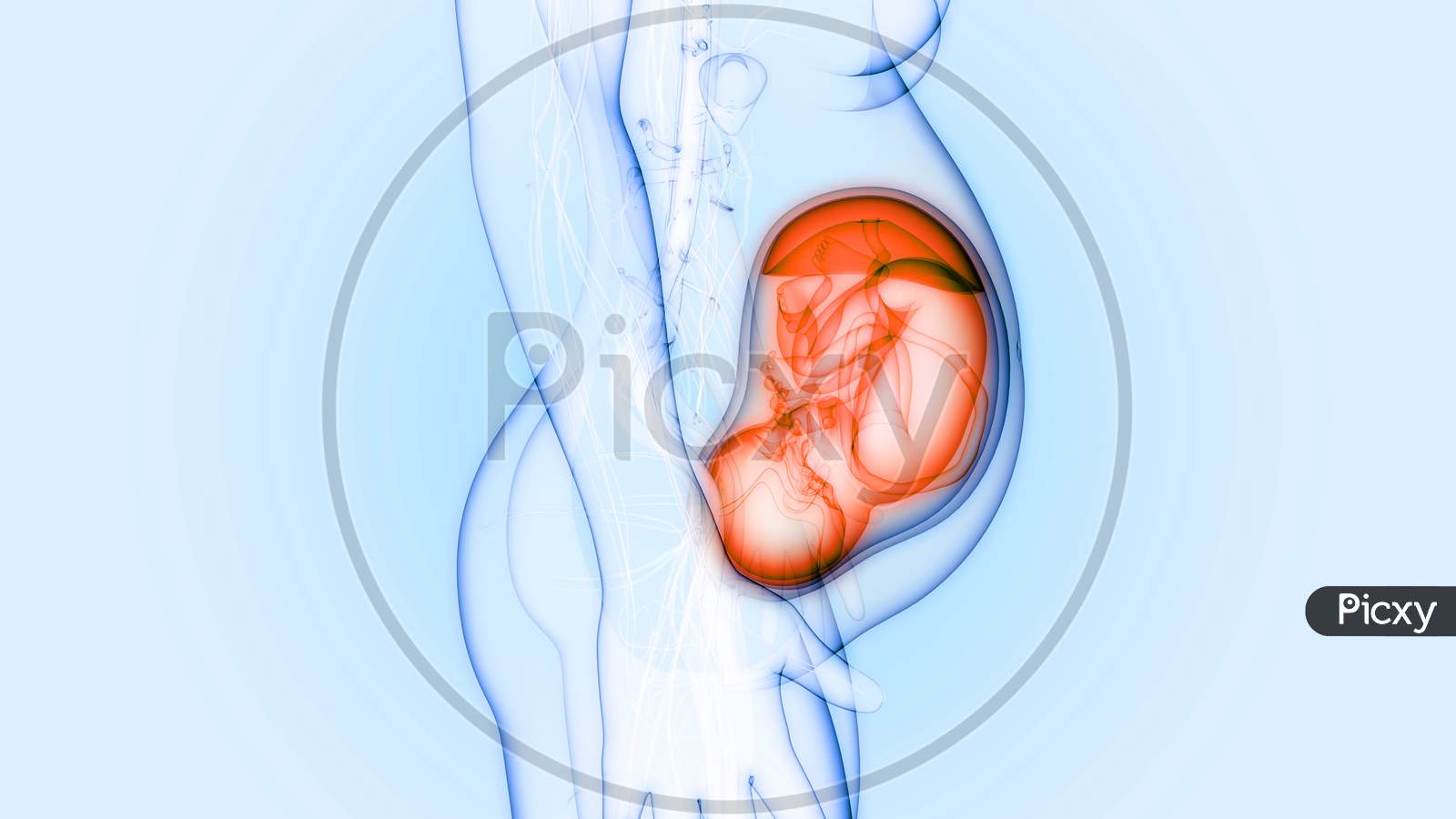 Human Fetus Baby in Womb Anatomy