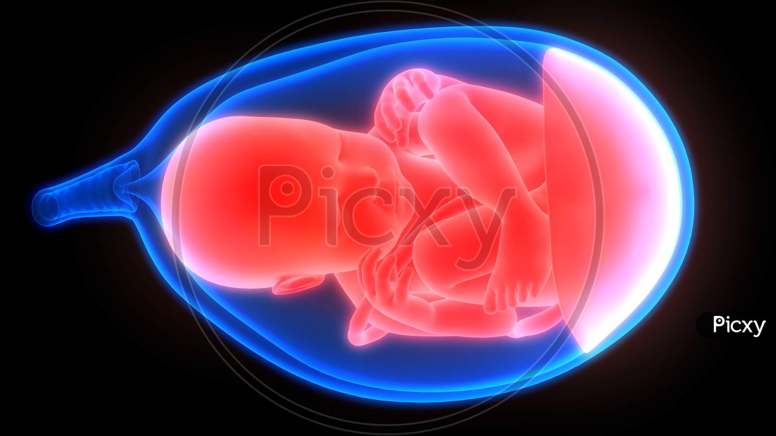 Fetus (Baby) in Womb Anatomy
