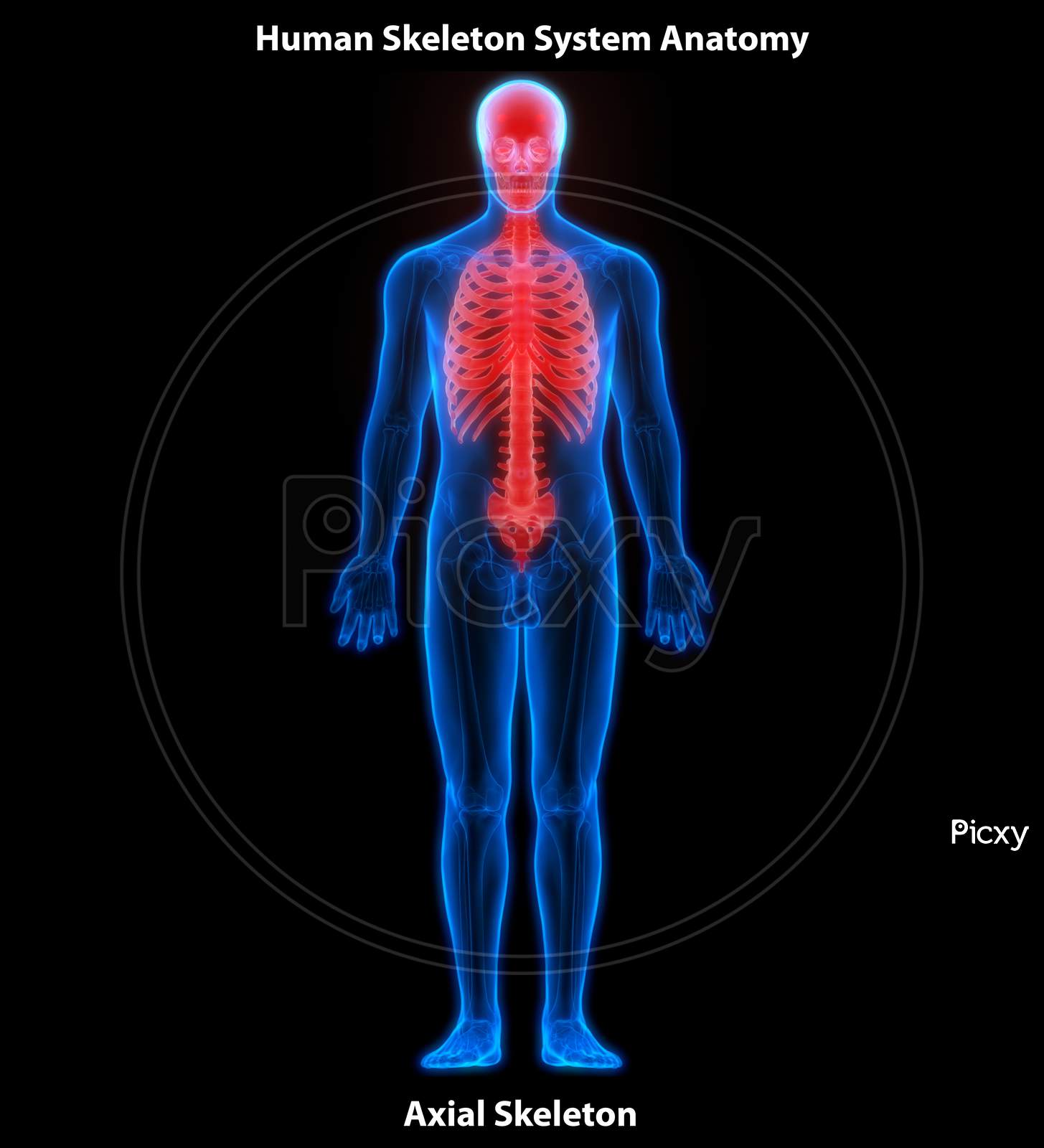 Human Skeleton System Axial Skeleton Anatomy
