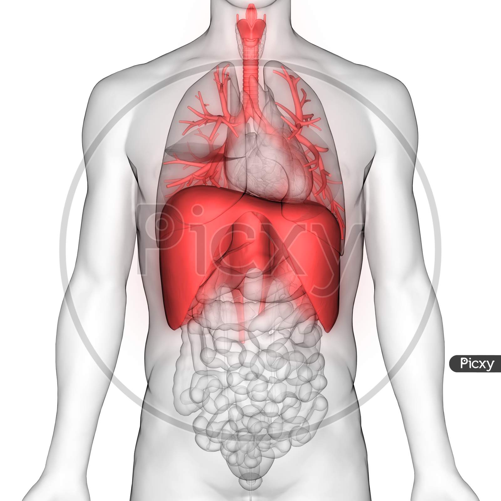 diaphragm diagram human body