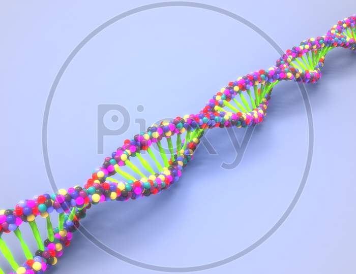 DNA or Deoxyribonucleic Acid Anatomy