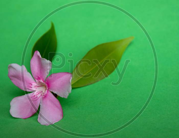 Selective Focus on Pink Nerium Oleander Flowers with Green Background