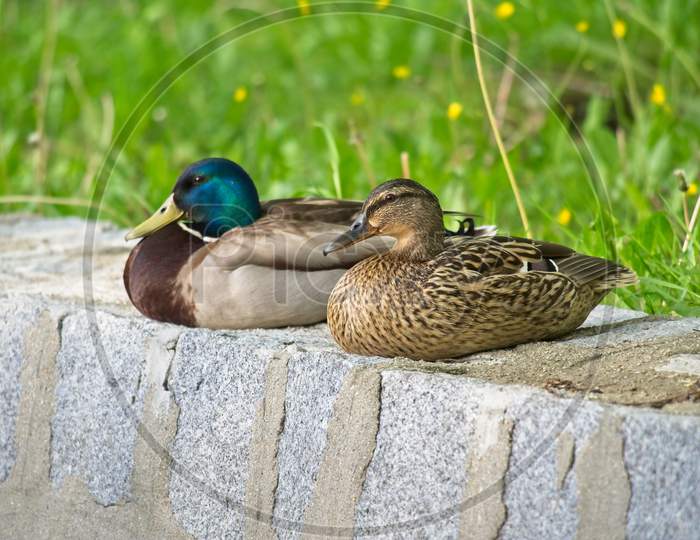 A pair of wild ducks sitting on the stone wall over the pond