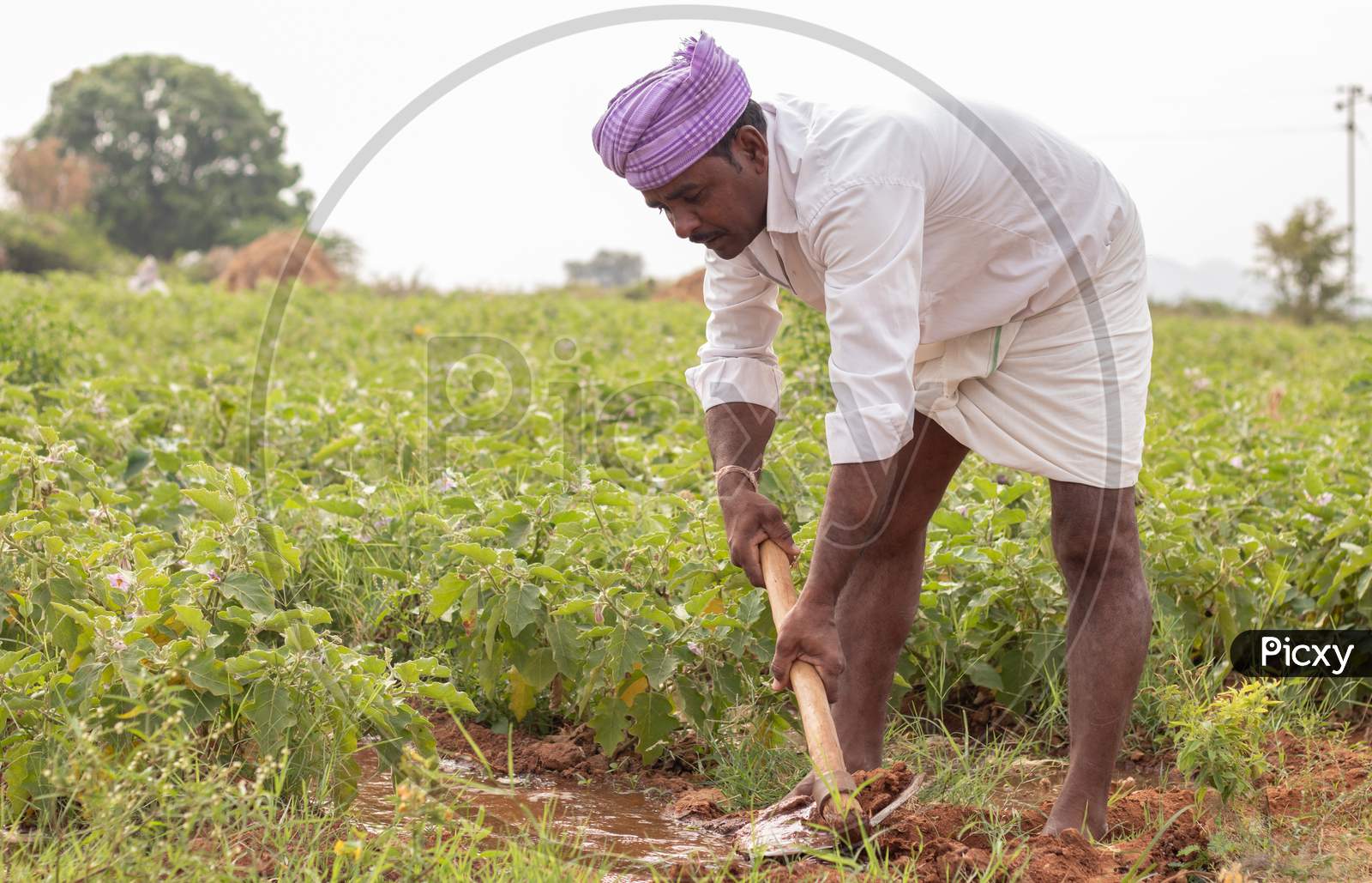 An Indian Farmer working in Agriculture Field