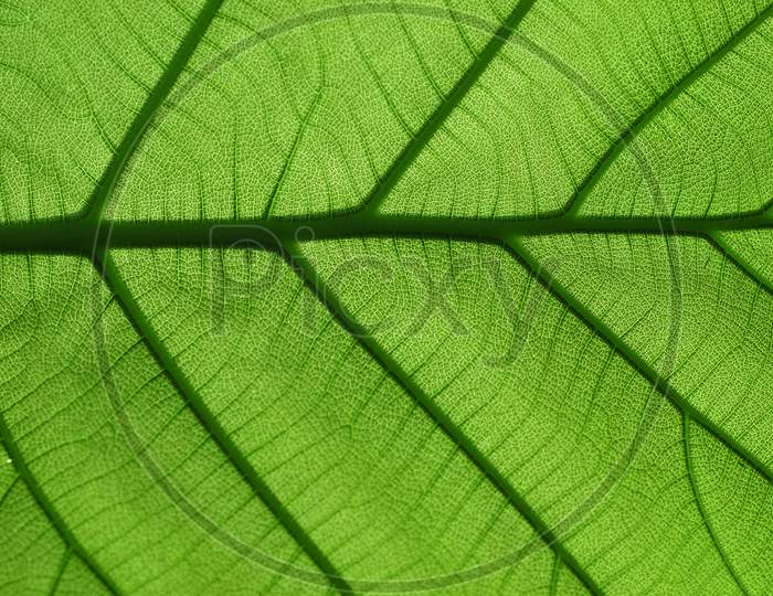 Green transparent Leaf