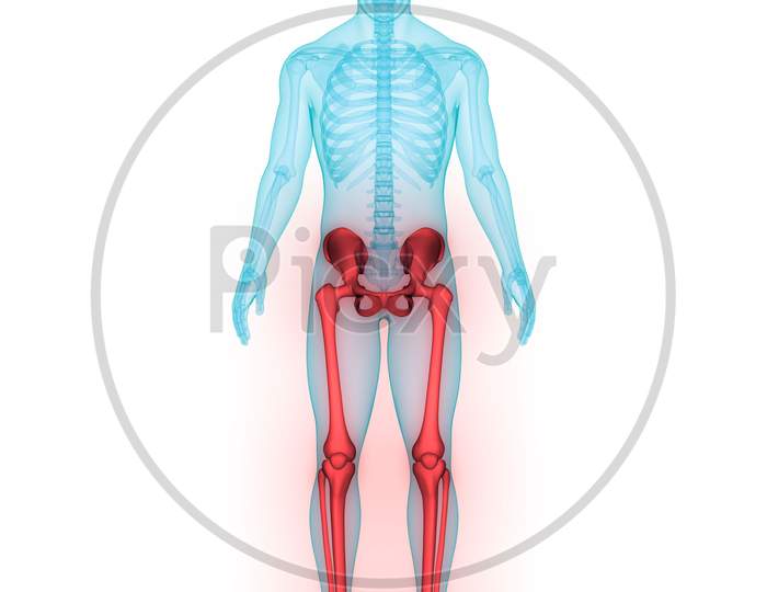 Human Legs Anatomy
