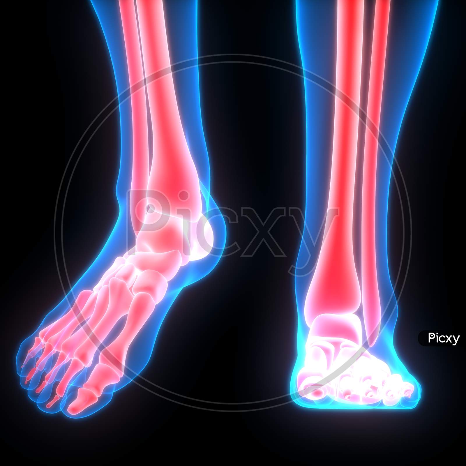 Human Skeleton System Feet Joints Anatomy