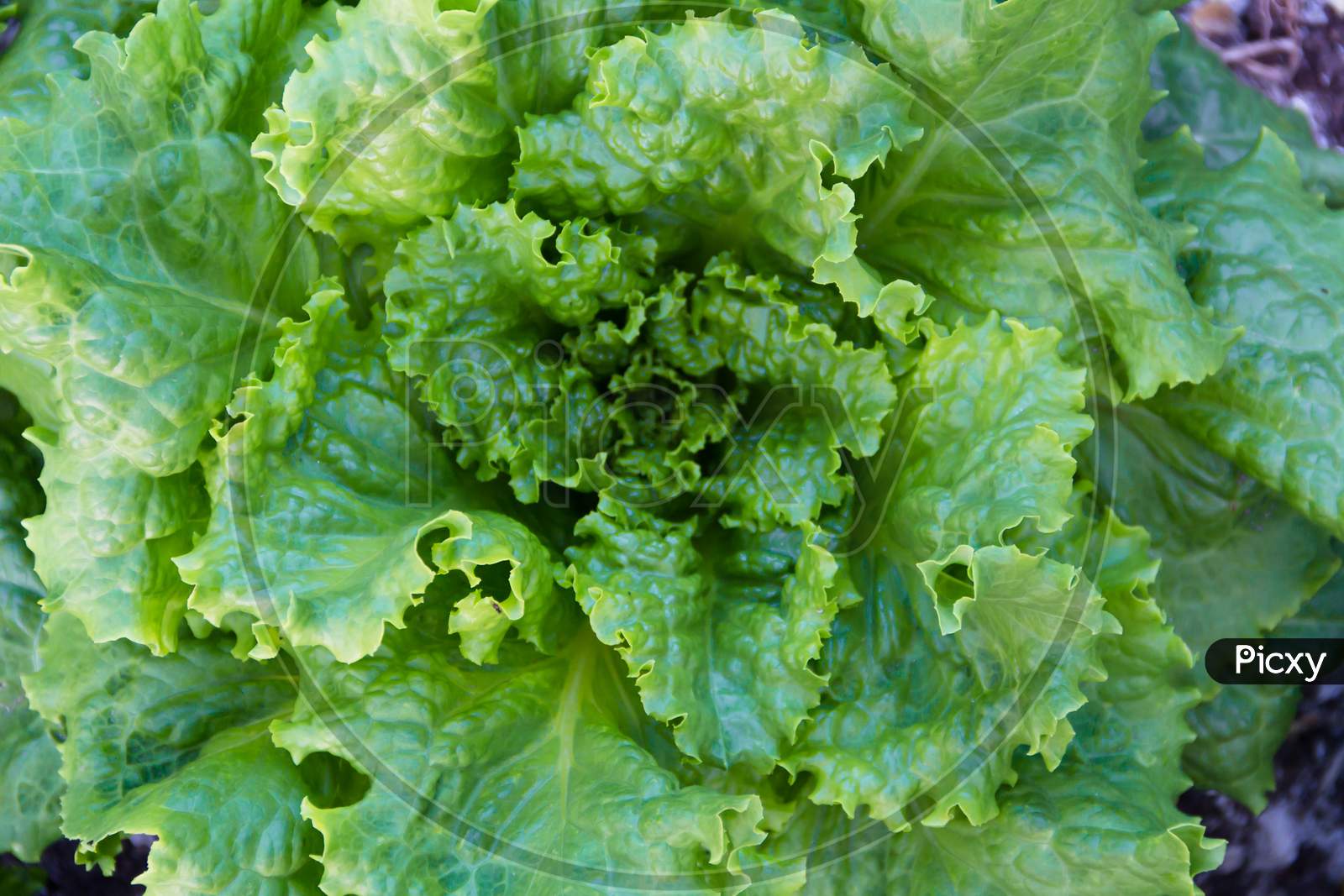 Green And Purple Curly Lettuce Leaves In The Organic Garden