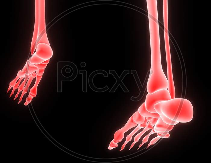 Human Body Skeleton of Feet Anatomy