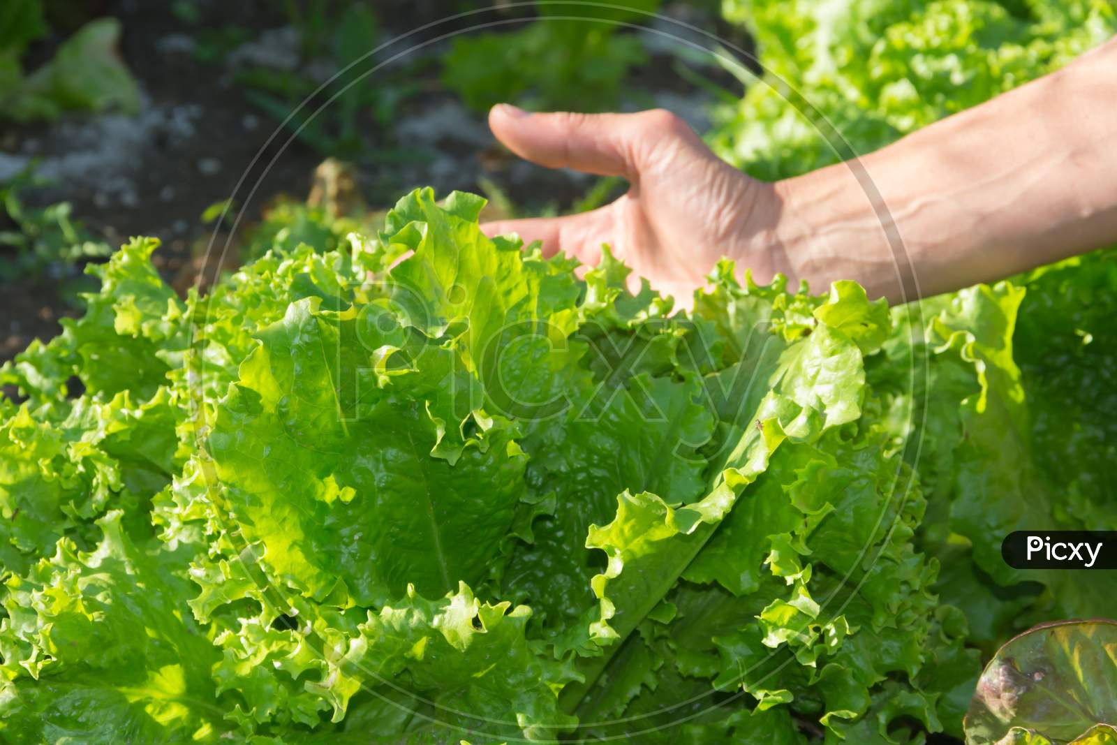 Woman'S Hand With Organic Garden Lettuce
