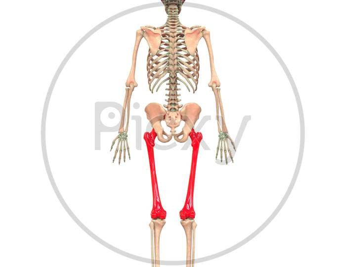 Human Skeleton System Anatomy (Femur)