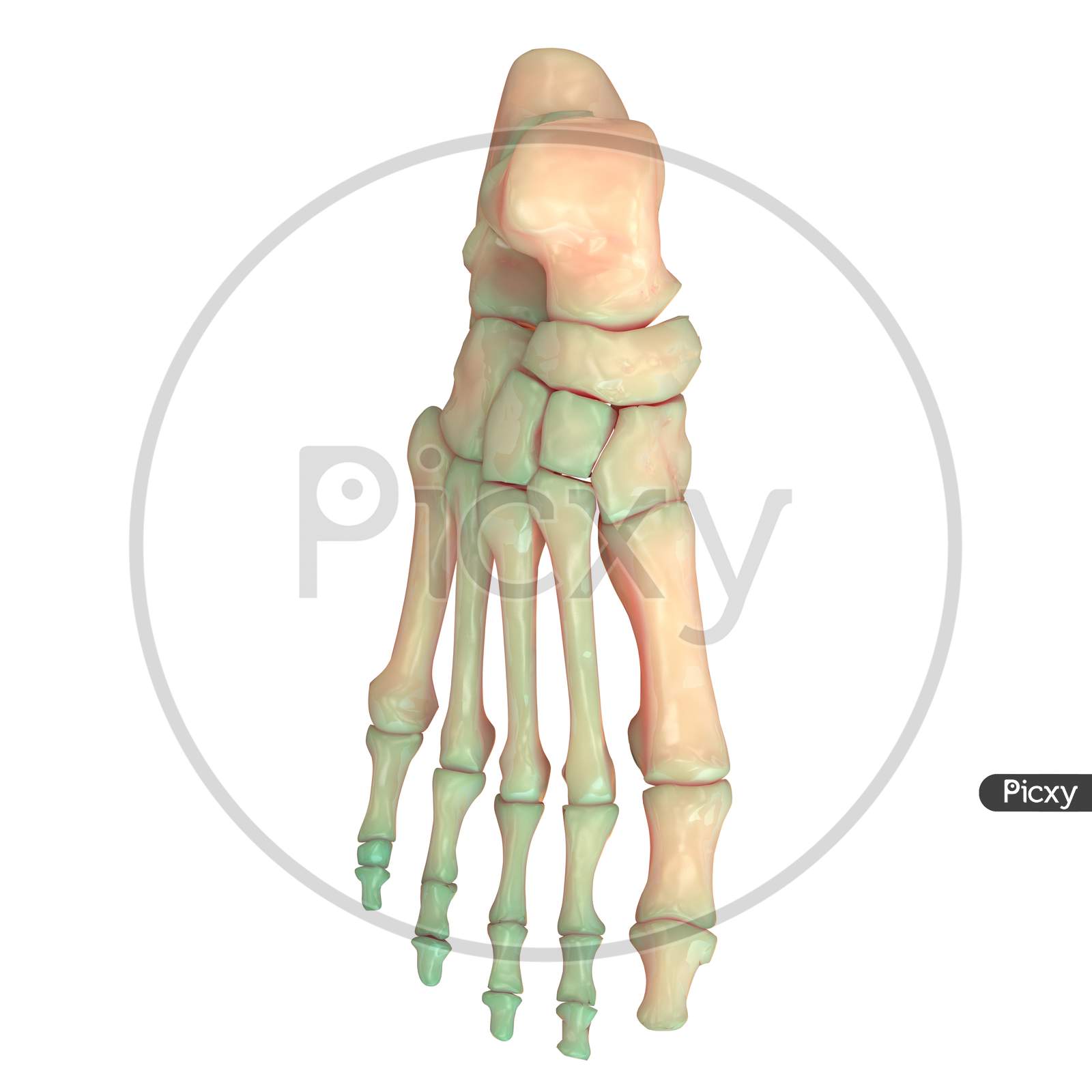 Human Skeleton System Foot Joints Anatomy