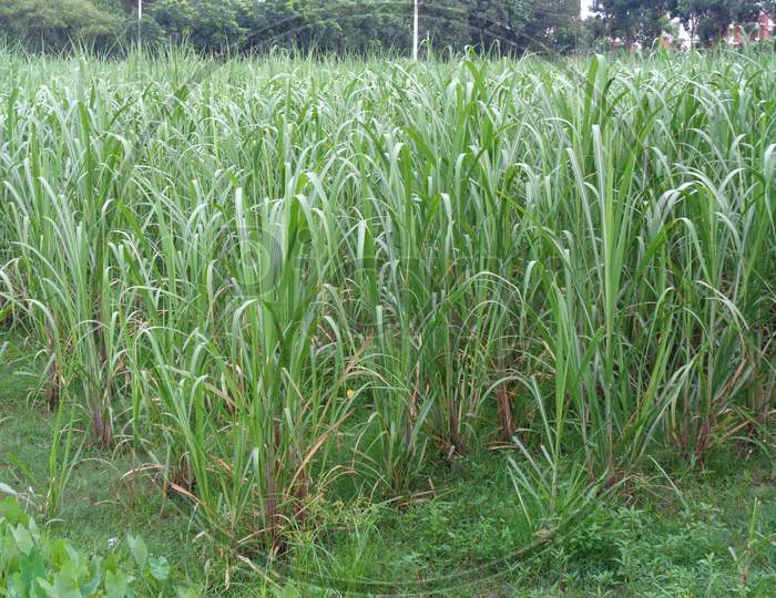 Sugar cane field harvest in Bangladesh