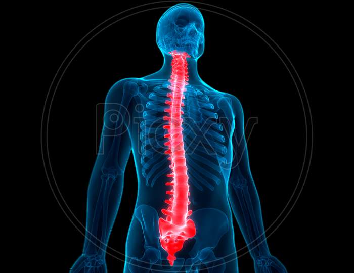 Human Body Spinal Cord Anatomy