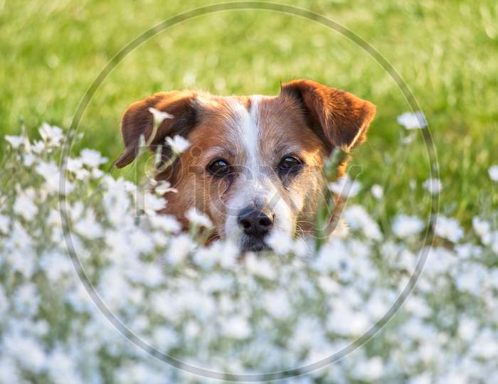 Dog face in the field of white flowers and green grass